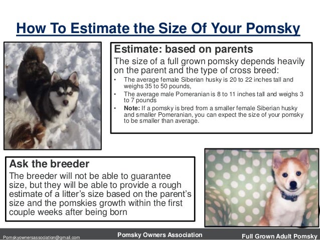 Pomsky Size Chart