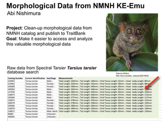 Morphological Data from NMNH KE-Emu
Abi Nishimura
Project: Clean-up morphological data from
NMNH catalog and publish to TraitBank
Goal: Make it easier to access and analyze
this valuable morphological data
Sakurai Midori,
http://eol.org/data_objects/26918624
Raw data from Spectral Tarsier Tarsius tarsier
database search
 
