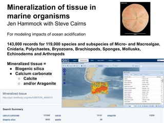 Mineralization of tissue in
marine organisms
Jen Hammock with Steve Cairns
For modeling impacts of ocean acidification
143,000 records for 119,000 species and subspecies of Micro- and Macroalgae,
Cnidaria, Polychaetes, Bryozoans, Brachiopods, Sponges, Mollusks,
Echinoderms and Arthropods
Mineralized tissue =
● Biogenic silica
● Calcium carbonate
○ Calcite
○ and/or Aragonite
 