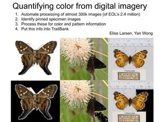 Quantifying color from digital imagery
1. Automate processing of almost 300k images (of EOL’s 2.4 million)
2. Identify pinned specimen images
3. Process these for color and pattern information
4. Put this info into TraitBank
Elise Larsen, Yan Wong
 