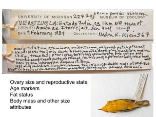 Annotation of a specimen record
Ovary size and reproductive state
Age markers
Fat status
Body mass and other size
attributes
 