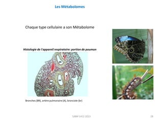 Les Métabolomes

Chaque type cellulaire a son Métabolome

Histologie de l'appareil respiratoire: portion de poumon

Bronches (BR), artère pulmonaire (A), bronciole (br)

SJBM 1412 2013

28

 