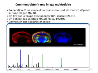 Comment obtenir une image moléculaire
• Préparation d‘une coupe d‘un tissus recouvert de matrice déposée
sur une plaque MALDI
• On tire sur la coupe avec un lazer UV (source MALDI)
• On obtient des spectres MALDI MS ou MS/MS
• Conversion des spectres en pixels

200 µm pixels

2500

5000

7500

10000

12500
SJBM 1412 201315000

17500

20000

40

 