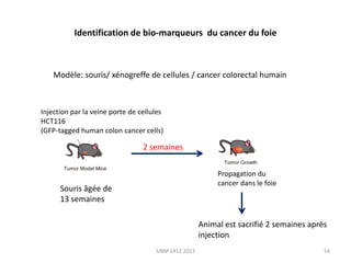 Identification de bio-marqueurs du cancer du foie

Modèle: souris/ xénogreffe de cellules / cancer colorectal humain

Injection par la veine porte de cellules
HCT116
(GFP-tagged human colon cancer cells)

2 semaines
Propagation du
cancer dans le foie

Souris âgée de
13 semaines

Animal est sacrifié 2 semaines après
injection
SJBM 1412 2013

54

 