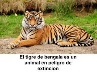 El tigre de bengala es un
animal en peligro de
extincion
 