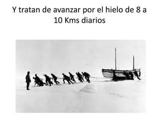 Y tratan de avanzar por el hielo de 8 a
10 Kms diarios
 