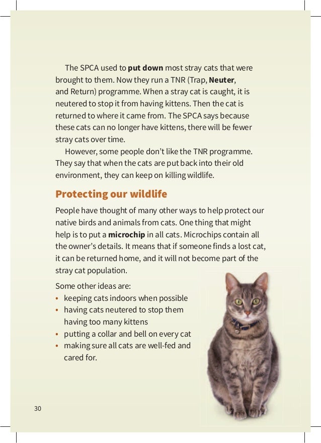 How To Make A Stray Cat My Pet How To Make A Stray Cat My Pet