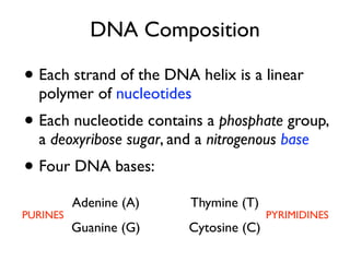 DNA Composition

• Each strand of the DNA helix is a linear
  polymer of nucleotides
• Each nucleotide contains a phosphate group,
  a deoxyribose sugar, and a nitrogenous base
• Four DNA bases:
          Adenine (A)     Thymine (T)
PURINES                                 PYRIMIDINES
          Guanine (G)    Cytosine (C)
 