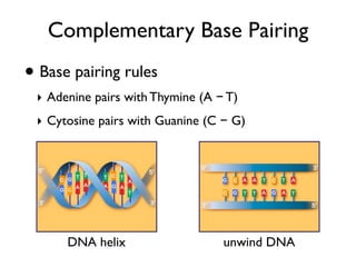 Complementary Base Pairing
• Base pairing rules
 ‣ Adenine pairs with Thymine (A − T)
 ‣ Cytosine pairs with Guanine (C − G)




      DNA helix                   unwind DNA
 