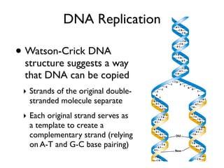 DNA Replication

• Watson-Crick DNA
 structure suggests a way
 that DNA can be copied
 ‣ Strands of the original double-
   stranded molecule separate
 ‣ Each original strand serves as
   a template to create a
   complementary strand (relying
   on A-T and G-C base pairing)
 
