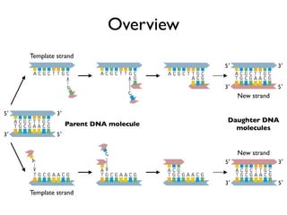 Overview
     Template strand
                                         5′                3′


                                         3′                5′
                                              New strand

5′            3′
                                          Daughter DNA
                   Parent DNA molecule
                                            molecules
3′            5′


                                              New strand
                                         5′                3′


                                         3′                5′
     Template strand
 