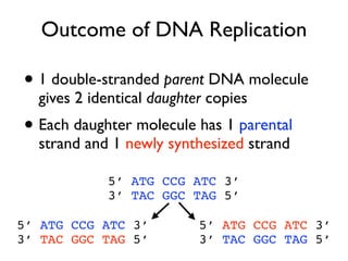 Outcome of DNA Replication

• 1 double-stranded parent DNA molecule
  gives 2 identical daughter copies
• Each daughter molecule has 1 parental
  strand and 1 newly synthesized strand

            5’ ATG CCG ATC 3’
            3’ TAC GGC TAG 5’

5’ ATG CCG ATC 3’          5’ ATG CCG ATC 3’
3’ TAC GGC TAG 5’          3’ TAC GGC TAG 5’
 