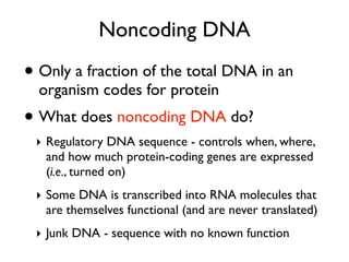 Noncoding DNA
• Only a fraction of the total DNA in an
  organism codes for protein
• What does noncoding DNA do?
 ‣ Regulatory DNA sequence - controls when, where,
   and how much protein-coding genes are expressed
   (i.e., turned on)
 ‣ Some DNA is transcribed into RNA molecules that
   are themselves functional (and are never translated)
 ‣ Junk DNA - sequence with no known function
 