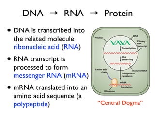 DNA → RNA → Protein
• DNA is transcribed into
  the related molecule
  ribonucleic acid (RNA)
• RNA transcript is
  processed to form
  messenger RNA (mRNA)
• mRNA translated into an
  amino acid sequence (a
  polypeptide)              “Central Dogma”
 