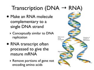 Transcription (DNA → RNA)
• Make an RNA molecule
  complementary to a
  single DNA strand
 ‣ Conceptually similar to DNA
   replication

• RNA transcript often
  processed to give the
  mature mRNA
 ‣ Remove portions of gene not
   encoding amino acids
 