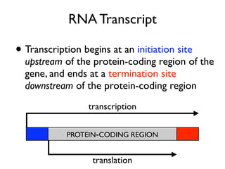 RNA Transcript

• Transcription begins at an initiation site
  upstream of the protein-coding region of the
  gene, and ends at a termination site
  downstream of the protein-coding region
                  transcription


            PROTEIN-CODING REGION


                   translation
 