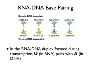 RNA-DNA Base Pairing




• In the RNA-DNA duplex formed during
 transcription, U (in RNA) pairs with A (in
 DNA)
 