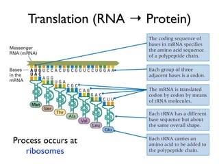 Translation (RNA → Protein)




Process occurs at
   ribosomes
 