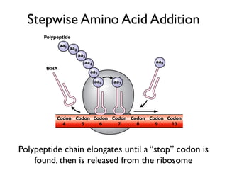 Stepwise Amino Acid Addition




Polypeptide chain elongates until a “stop” codon is
    found, then is released from the ribosome
 