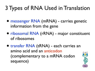 3 Types of RNA Used in Translation

• messenger RNA (mRNA) - carries genetic
  information from the gene
• ribosomal RNA (rRNA) - major constituent
  of ribosomes
• transfer RNA (tRNA) - each carries an
  amino acid and an anticodon
  (complementary to a mRNA codon
  sequence)
 