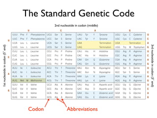 The Standard Genetic Code
                                            2nd nucleotide in codon (middle)




                                                                               3rd nucleotide in codon (3′ end)
1st nucleotide in codon (5′ end)




                                    Codon            Abbreviations
 