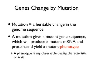 Genes Change by Mutation

• Mutation = a heritable change in the
  genome sequence
• A mutation gives a mutant gene sequence,
  which will produce a mutant mRNA and
  protein, and yield a mutant phenotype
 ‣ A phenotype is any observable quality, characteristic
   or trait
 