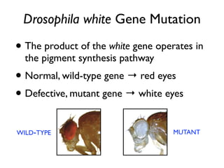 Drosophila white Gene Mutation

• The product of the white gene operates in
  the pigment synthesis pathway
• Normal, wild-type gene → red eyes
• Defective, mutant gene → white eyes
WILD-TYPE                           MUTANT
 