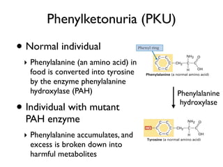 Phenylketonuria (PKU)

• Normal individual
 ‣ Phenylalanine (an amino acid) in
   food is converted into tyrosine
   by the enzyme phenylalanine
   hydroxylase (PAH)                  Phenylalanine

• Individual with mutant               hydroxylase

  PAH enzyme
 ‣ Phenylalanine accumulates, and
   excess is broken down into
   harmful metabolites
 
