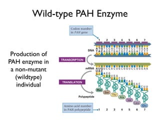 Wild-type PAH Enzyme


 Production of
PAH enzyme in
 a non-mutant
   (wildtype)
   individual
 