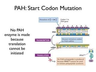 PAH: Start Codon Mutation


    No PAH
enzyme is made
    because
  translation
   cannot be
    initiated
 