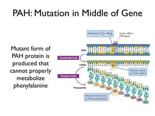 PAH: Mutation in Middle of Gene


Mutant form of
 PAH protein is
 produced that
cannot properly
   metabolize
  phenylalanine
 
