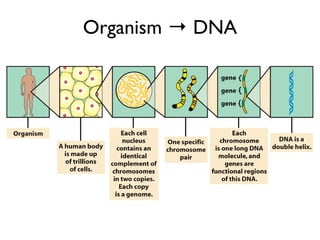 Organism → DNA
 