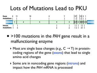 Lots of Mutations Lead to PKU



• >100 mutations in the PAH gene result in a
  malfunctioning enzyme
 ‣ Most are single base changes (e.g., C → T) in protein-
   coding regions of the gene (exons) that lead to single
   amino acid changes
 ‣ Some are in noncoding gene regions (introns) and
   impact how the PAH mRNA is processed
 