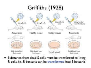 Grifﬁths (1928)

                                                                        Heat-killed S            Living R cells +
                Living S cells              Living R cells
                                                                           cells                heat-killed S cells




       Pneumonia                 Healthy mouse               Healthy mouse               Pneumonia




      Only S cells from           Only R cells from                                     R and S cells from
                                                              No cells isolated
       dead mouse                   live mouse                                             dead mouse


•   Substance from dead S cells must be transferred to living
    R cells, i.e., R bacteria can be transformed into S bacteria
 