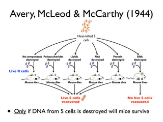 Avery, McLeod & McCarthy (1944)
                                 Heat-killed S
                                    cells




Live R cells




                       Live S cells               No live S cells
                       recovered                   recovered


•   Only if DNA from S cells is destroyed will mice survive
 