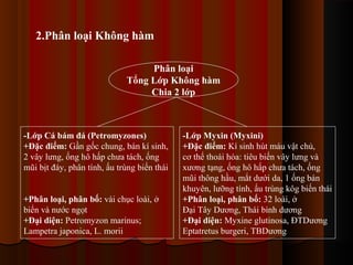 2.Phân loại Không hàm
Phân loại
Tổng Lớp Không hàm
Chia 2 lớp

-Lớp Cá bám đá (Petromyzones)
+Đặc điểm: Gần gốc chung, bán kí sinh,
2 vây lưng, ống hô hấp chưa tách, ống
mũi bịt đáy, phân tính, ấu trùng biến thái
+Phân loại, phân bố: vài chục loài, ở
biển và nước ngọt
+Đại diện: Petromyzon marinus;
Lampetra japonica, L. morii

-Lớp Myxin (Myxini)
+Đặc điểm: Kí sinh hút máu vật chủ,
cơ thể thoái hóa: tiêu biến vây lưng và
xương tạng, ống hô hấp chưa tách, ống
mũi thông hầu, mắt dưới da, 1 ống bán
khuyên, lưỡng tính, ấu trùng kôg biến thái
+Phân loại, phân bố: 32 loài, ở
Đại Tây Dương, Thái bình dương
+Đại diện: Myxine glutinosa, ĐTDương
Eptatretus burgeri, TBDương

 