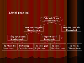 2.Sơ bộ phân loại
Phân loại Cá sụn
Chondrichthyes
Phân lớp Mang tấm
Elasmobranchi
Tổng bộ Cá nhám
Selachomarpha
-Bộ Nhám thu
Lamnifomes

Phân lớp Toàn đầu
Holocephali

Tổng bộ Cá đuối
Batomorpha

-Bộ Cá mập
-Bộ Đuối quạt
Carchariniformes Rajiiformes

-Bộ Đuối ó
Myliobatiformes

Bộ Khi me
Chimaeriformes

 