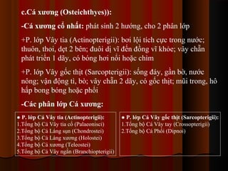 c.Cá xương (Osteichthyes)):
-Cá xương cổ nhất: phát sinh 2 hướng, cho 2 phân lớp
+P. lớp Vây tia (Actinopterigii): bơi lội tích cực trong nước;
thuôn, thoi, dẹt 2 bên; đuôi dị vĩ đến đồng vĩ khỏe; vây chẵn
phát triển 1 dãy, có bóng hơi nổi hoặc chìm
+P. lớp Vây gốc thịt (Sarcopterigii): sống đáy, gần bờ, nước
nông; vận động tì, bò; vây chẵn 2 dãy, có gốc thịt; mũi trong, hô
hấp bong bóng hoặc phổi
-Các phân lớp Cá xương:
● P. lớp Cá Vây tia (Actinopterigii):
1.Tổng bộ Cá Vây tia cổ (Palaeonisci)
2.Tổng bộ Cá Láng sụn (Chondrostei)
3.Tổng bộ Cá Láng xương (Holostei)
4.Tổng bộ Cá xương (Teleostei)
5.Tổng bộ Cá Vây ngắn (Branchiopterigii)

● P. lớp Cá Vây gốc thịt (Sarcopterigii):
1.Tổng bộ Cá Vây tay (Crossopterigii)
2.Tổng bộ Cá Phổi (Dipnoi)

 