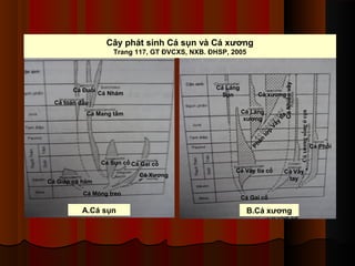 Cây phát sinh Cá sụn và Cá xương

Cá Láng
Sụn

Cá Nhám

Cá xương
Cá Láng
xương

Ph
ân

lớ
p

Cá Mang tấm

Vâ
y

Cá toàn đầu

Cá Sụn cổ Cá Gai cổ
Cá Giáp có hàm
Cá Móng treo

A.Cá sụn

Cá Xương

Cá Vây tia cổ

Có xương sống ở cạn

Cá Đuối

tia
Cá Nhiều vây

Trang 117, GT ĐVCXS, NXB. ĐHSP, 2005

Cá Vây
tay

Cá Gai cổ

B.Cá xương

Cá Phổi

 