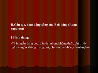 II.Cấu tạo, hoạt động sống của Ếch đồng (Rana
rugulosa)
1.Hình dạng:
-Thân ngắn dạng cóc, đầu dẹt nhọn, không đuôi, chi trước
ngắn 4 ngón không màng bơi, chi sau dài khỏe, có màng bơi

 