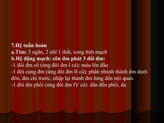 7.Hệ tuần hoàn
a.Tim: 3 ngăn, 2 nhĩ 1 thất, xong tĩnh mạch
b.Hệ động mạch: côn đm phát 3 đôi đm:
-1 đôi đm cổ (ứng đôi đm I cá): máu lên đầu
-1 đôi cung đm (ứng đôi đm II cá): phân nhánh thành đm dưới
đòn, đm chi trước, nhập lại thành đm lưng đến nội quan
-1 đôi đm phổi (ứng đôi đm IV cá): dãn đến phổi, da

 