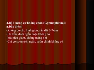 2.Bộ Lưỡng cư không chân (Gymnophiona):
a.Đặc điểm:
-Không có chi, hình giun, rắn dài 7-7-cm
-Da trần, đuôi ngắn hoặc không có
-Mắt tiêu giảm, không màng nhĩ
-Chỉ có sườn trên ngắn, sườn chính không có

 