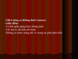 3.Bộ Lưỡng cư Không đuôi (Anura):
a.Đặc điểm:
-Cơ thể ngắn (dạng ếch), không đuôi
-Chi sau to, dài hơn chi trước
-Không có sườn, màng nhĩ và xoang tai giữa phát triển

 
