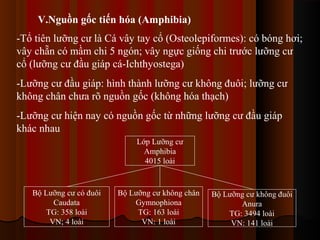 V.Nguồn gốc tiến hóa (Amphibia)
-Tổ tiên lưỡng cư là Cá vây tay cổ (Osteolepiformes): có bóng hơi;
vây chẵn có mầm chi 5 ngón; vây ngực giống chi trước lưỡng cư
cổ (lưỡng cư đầu giáp cá-Ichthyostega)
-Lưỡng cư đầu giáp: hình thành lưỡng cư không đuôi; lưỡng cư
không chân chưa rõ nguồn gốc (không hóa thạch)
-Lưỡng cư hiện nay có nguồn gốc từ những lưỡng cư đầu giáp
khác nhau
Lớp Lưỡng cư
Amphibia
4015 loài

Bộ Lưỡng cư có đuôi
Caudata
TG: 358 loài
VN; 4 loài

Bộ Lưỡng cư không chân
Gymnophiona
TG: 163 loài
VN: 1 loài

Bộ Lưỡng cư không đuôi
Anura
TG: 3494 loài
VN: 141 loài

 