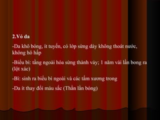 2.Vỏ da
-Da khô bóng, ít tuyến, có lớp sừng dày không thoát nước,
không hô hấp
-Biểu bì: tầng ngoài hóa sừng thành vảy; 1 năm vài lần bong ra
(lột xác)
-Bì: sinh ra biểu bì ngoài và các tấm xương trong
-Da ít thay đổi màu sắc (Thằn lằn bóng)

 