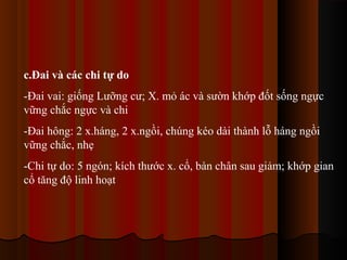 c.Đai và các chi tự do
-Đai vai: giống Lưỡng cư; X. mỏ ác và sườn khớp đốt sống ngực
vững chắc ngực và chi
-Đai hông: 2 x.háng, 2 x.ngồi, chúng kéo dài thành lỗ háng ngồi
vững chắc, nhẹ
-Chi tự do: 5 ngón; kích thước x. cổ, bàn chân sau giảm; khớp gian
cổ tăng độ linh hoạt

 
