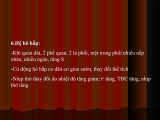 6.Hệ hô hấp:
-Khí quản dài, 2 phế quản, 2 lá phổi, mặt trong phổi nhiều nếp
nhăn, nhiều ngăn, răng S
-Cử động hô hấp co dãn cơ gian sườn, thay đổi thể tích
-Nhịp thở thay đổi do nhiệt độ tăng giảm; to tăng, TĐC tăng, nhịp
thở tăng

 