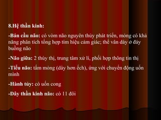 8.Hệ thần kinh:
-Bán cầu não: có vòm não nguyên thủy phát triển, mỏng có khả
năng phân tích tổng hợp tím hiệu cảm giác; thể vân dày ở đáy
buồng não
-Não giữa: 2 thùy thị, trung tâm xử lí, phối hợp thông tin thị
-Tiểu não: tấm mỏng (dày hơn ếch), ứng với chuyển động uốn
mình
-Hành tủy: có uốn cong
-Dây thần kinh não: có 11 đôi

 