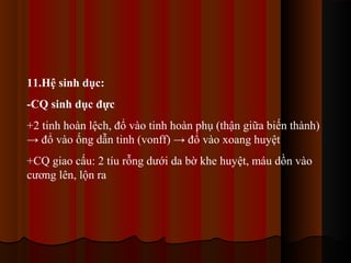 11.Hệ sinh dục:
-CQ sinh dục đực
+2 tinh hoàn lệch, đổ vào tinh hoàn phụ (thận giữa biến thành)
→ đổ vào ống dẫn tinh (vonff) → đổ vào xoang huyệt
+CQ giao cấu: 2 tíu rỗng dưới da bờ khe huyệt, máu dồn vào
cương lên, lộn ra

 