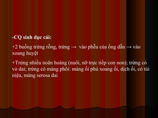 -CQ sinh dục cái:
+2 buồng trứng rỗng, trứng → vào phễu của ống dẫn → vào
xoang huyệt
+Trứng nhiều noãn hoàng (nuôi, nỡ trực tiếp con non); trứng có
vỏ dai; trứng có màng phôi: màng ối phủ xoang ối, dịch ối, có túi
niệu, màng serosa dai

 